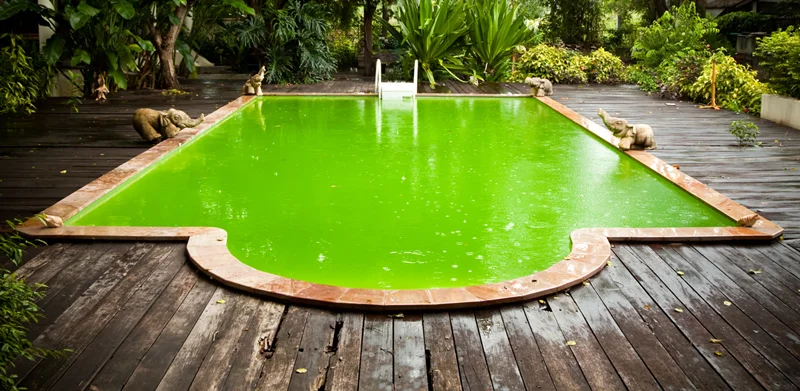 چرا آب استخر سبز می شود؟